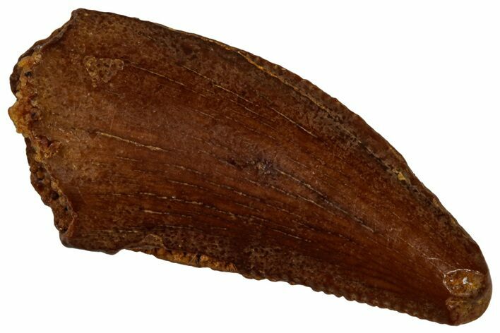 Serrated, Raptor Tooth - Real Dinosaur Tooth #296172